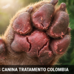 dermatitis canina